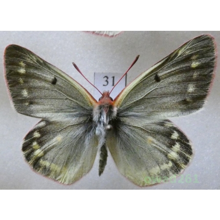 Colias phicomone (Esper, 1780) male Austria31